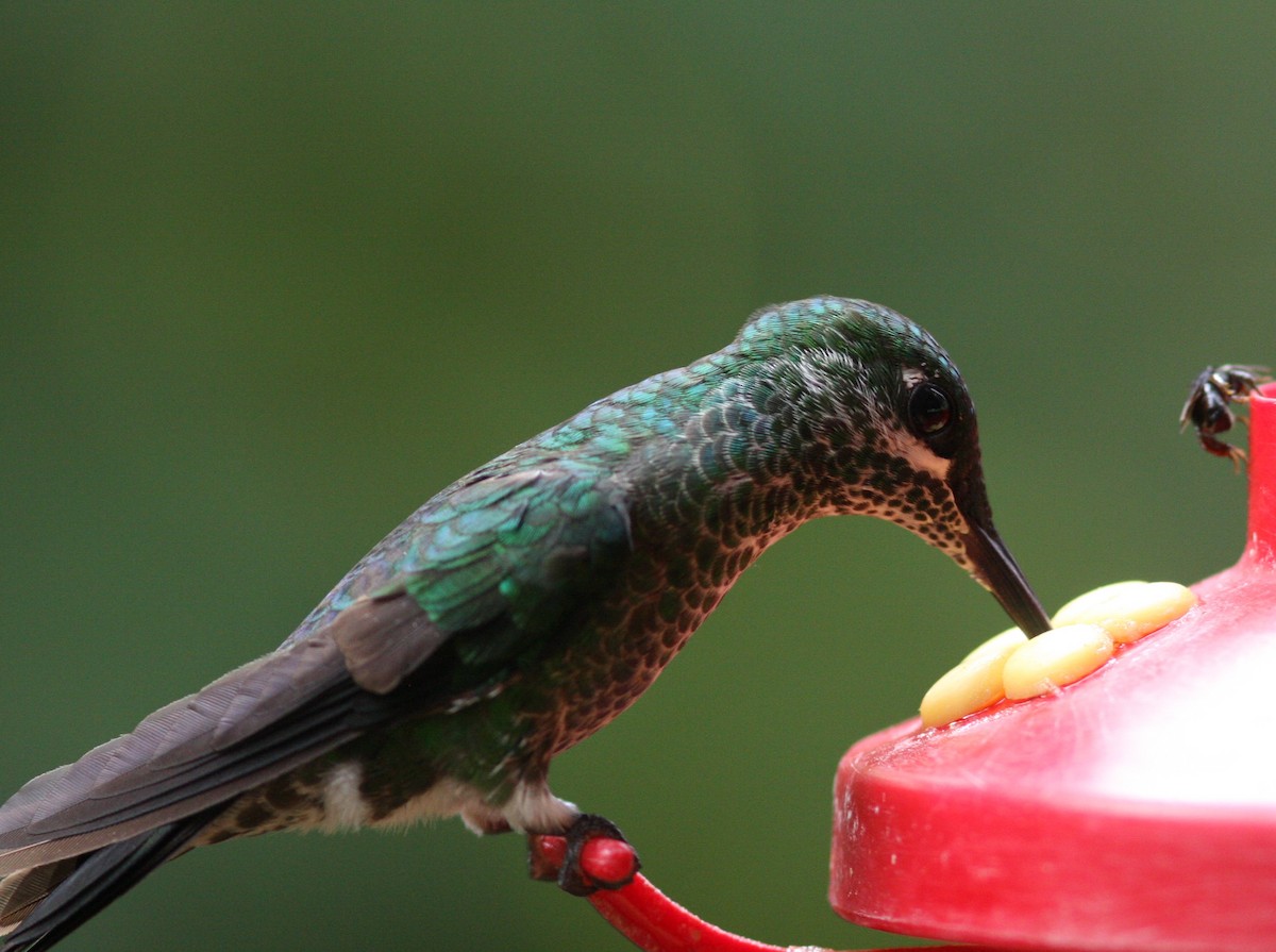 kolibřík subtropický - ML620858191