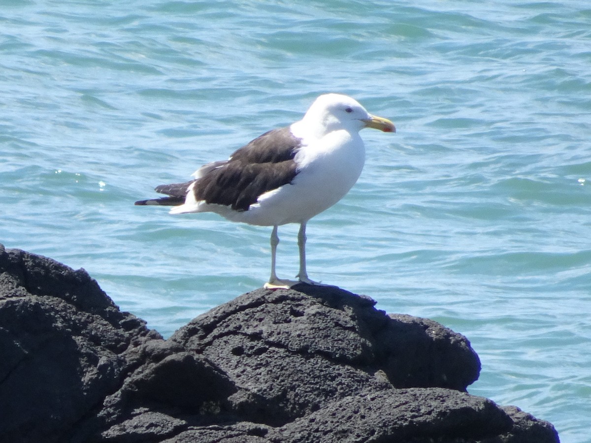 Kelp Gull - ML620858196