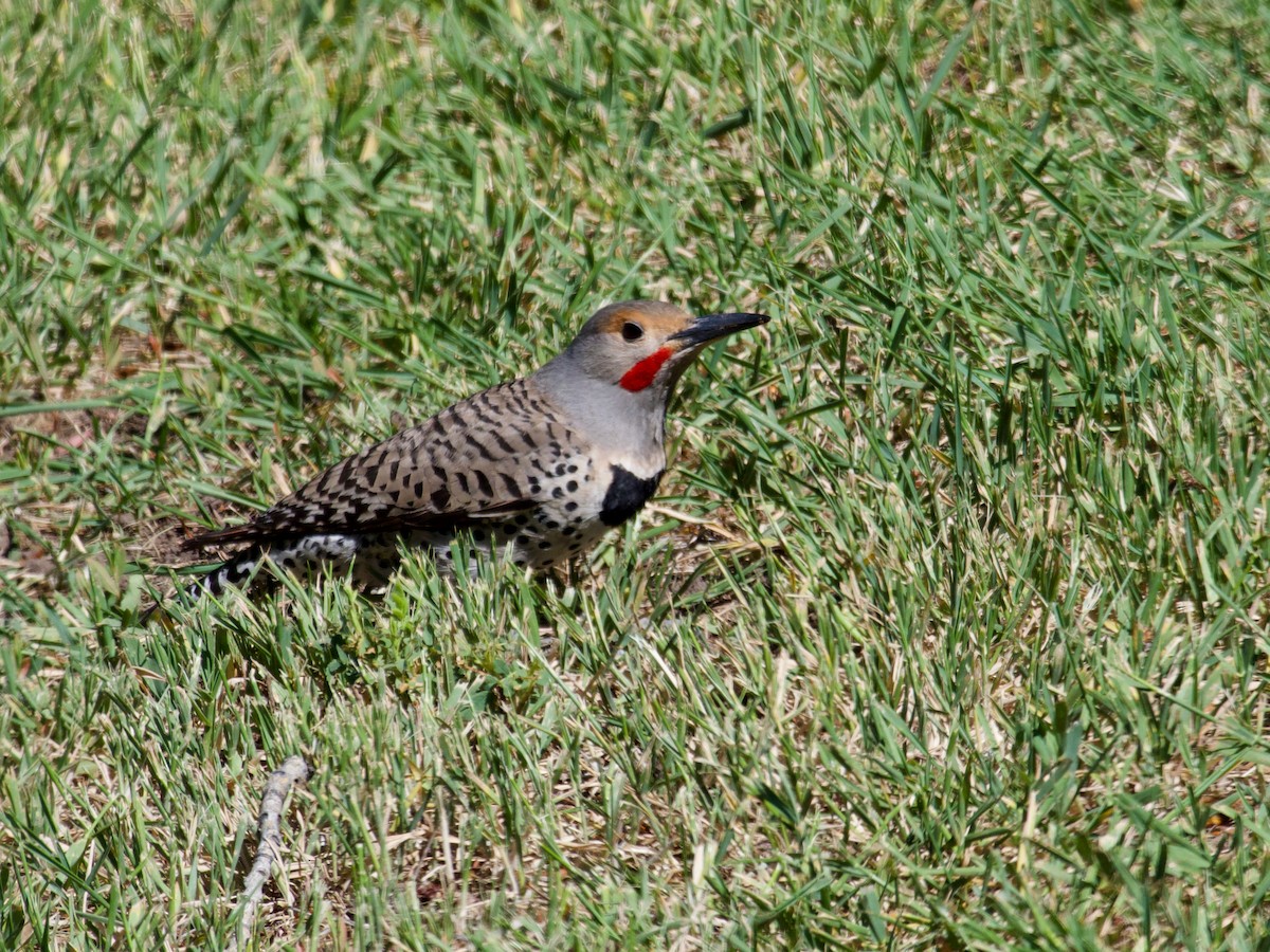 Northern Flicker (Red-shafted) - ML620858200