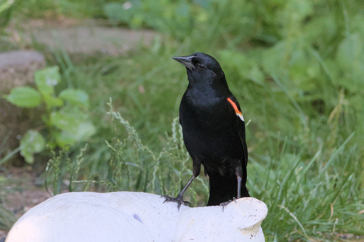 Red-winged Blackbird - ML620858210