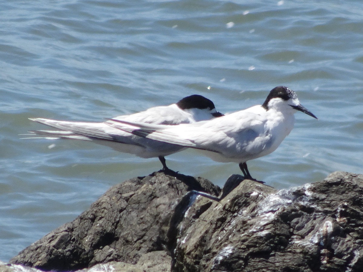 White-fronted Tern - ML620858216