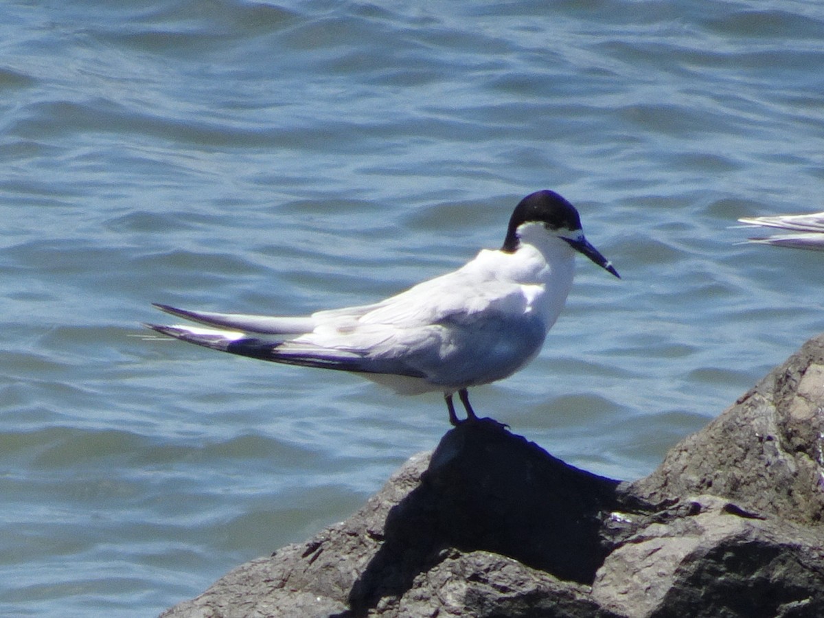 White-fronted Tern - ML620858217