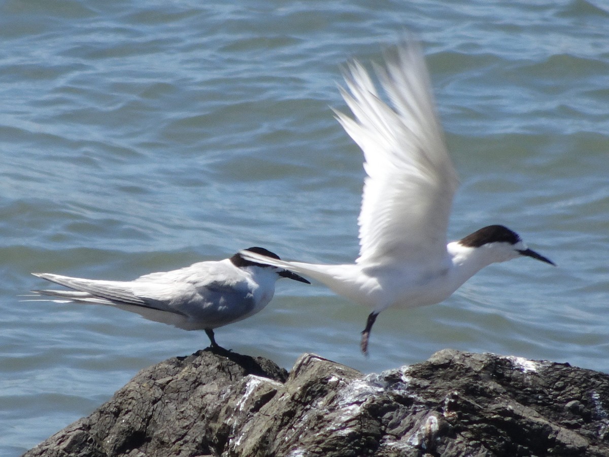 White-fronted Tern - ML620858218