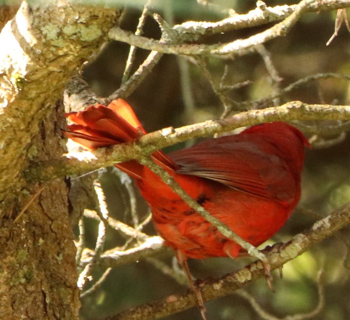Cardinal rouge - ML620858219