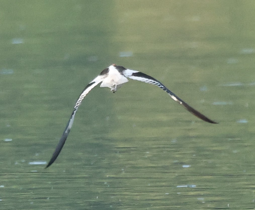 Avoceta Americana - ML620858230