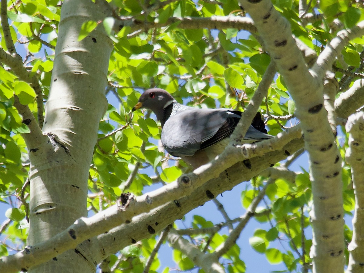 Band-tailed Pigeon - Cedar Stanistreet