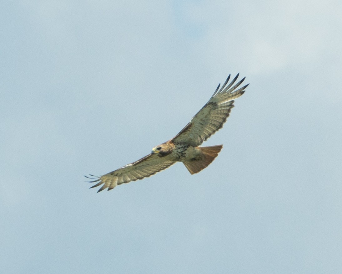 Red-tailed Hawk - Karen Wang