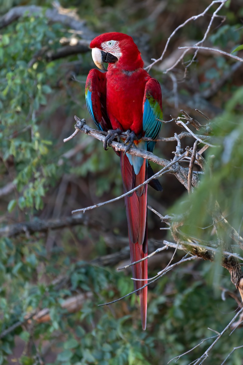 Red-and-green Macaw - ML620858277