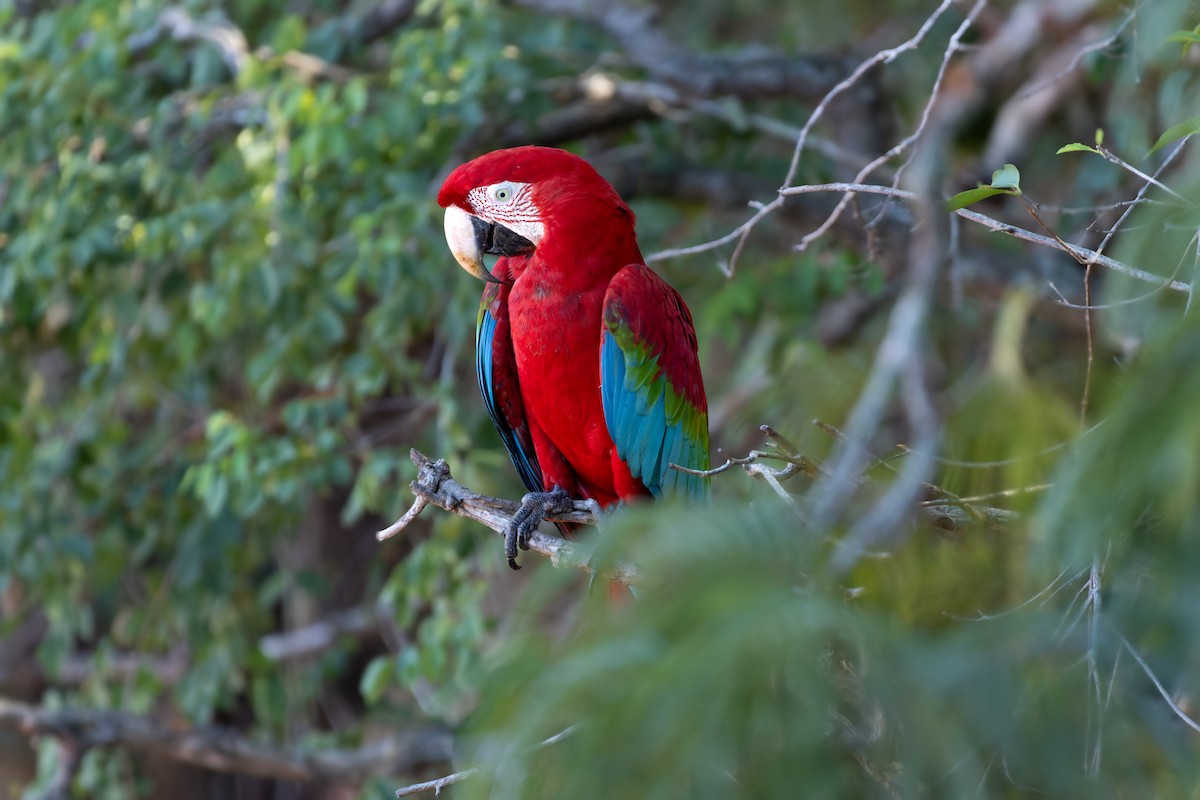 Red-and-green Macaw - ML620858278
