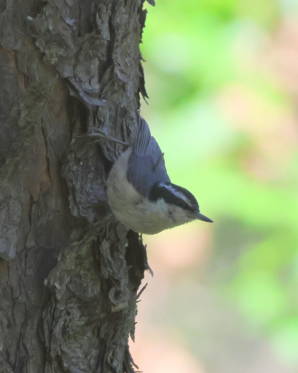 Red-breasted Nuthatch - ML620858287