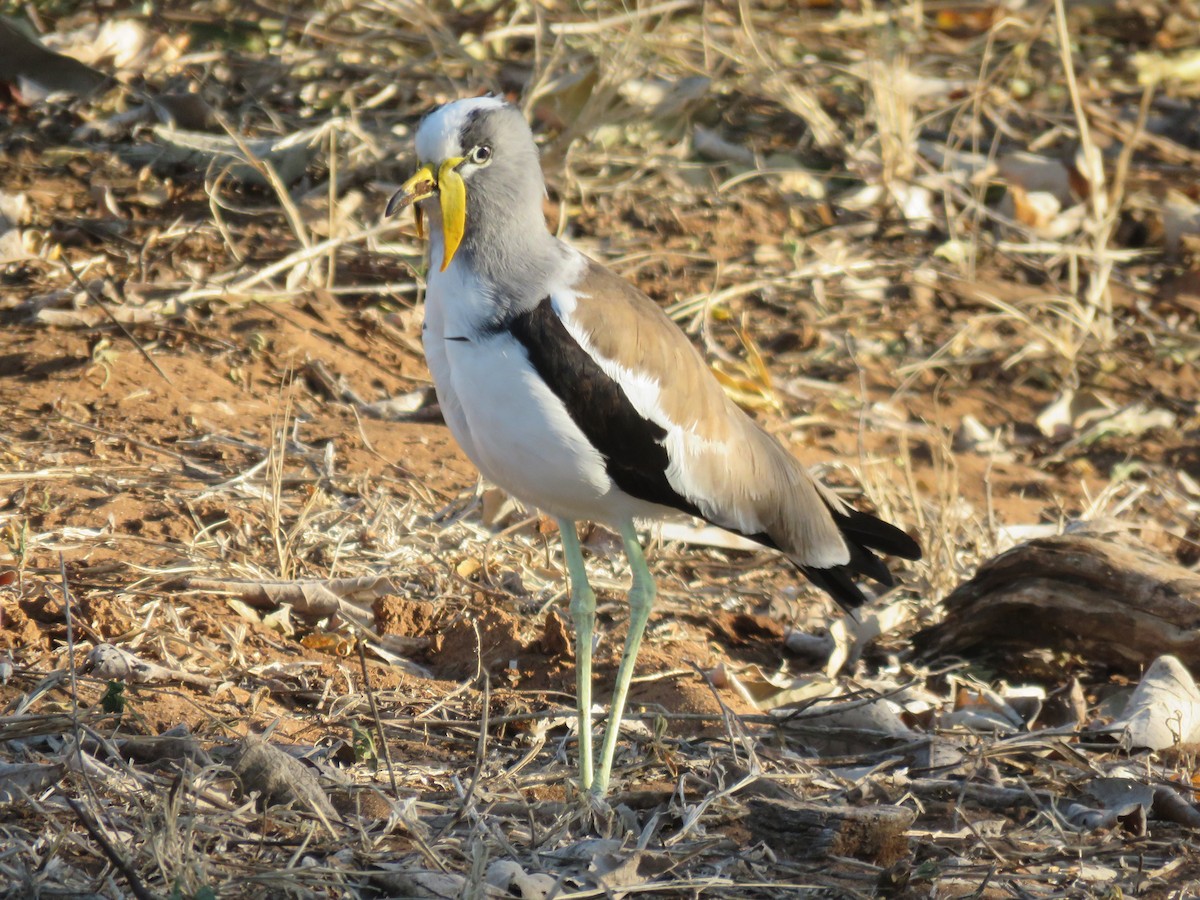 White-crowned Lapwing - Mark Vaughan