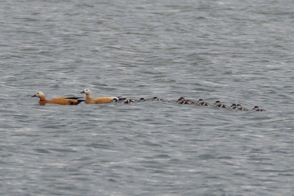 Ruddy Shelduck - ML620858331