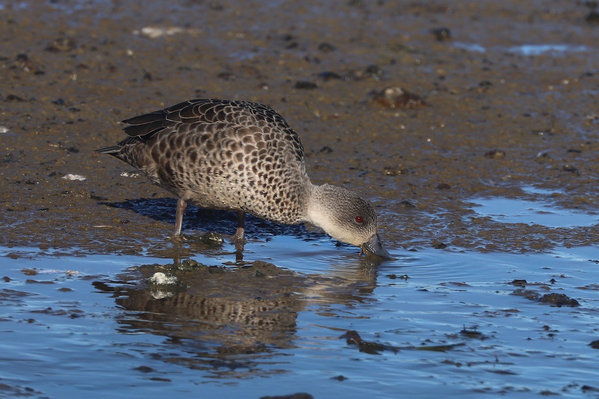 Gray Teal - William Hull