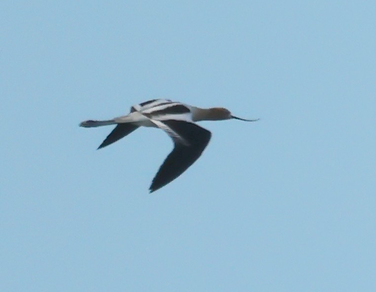 American Avocet - Dave Czaplak