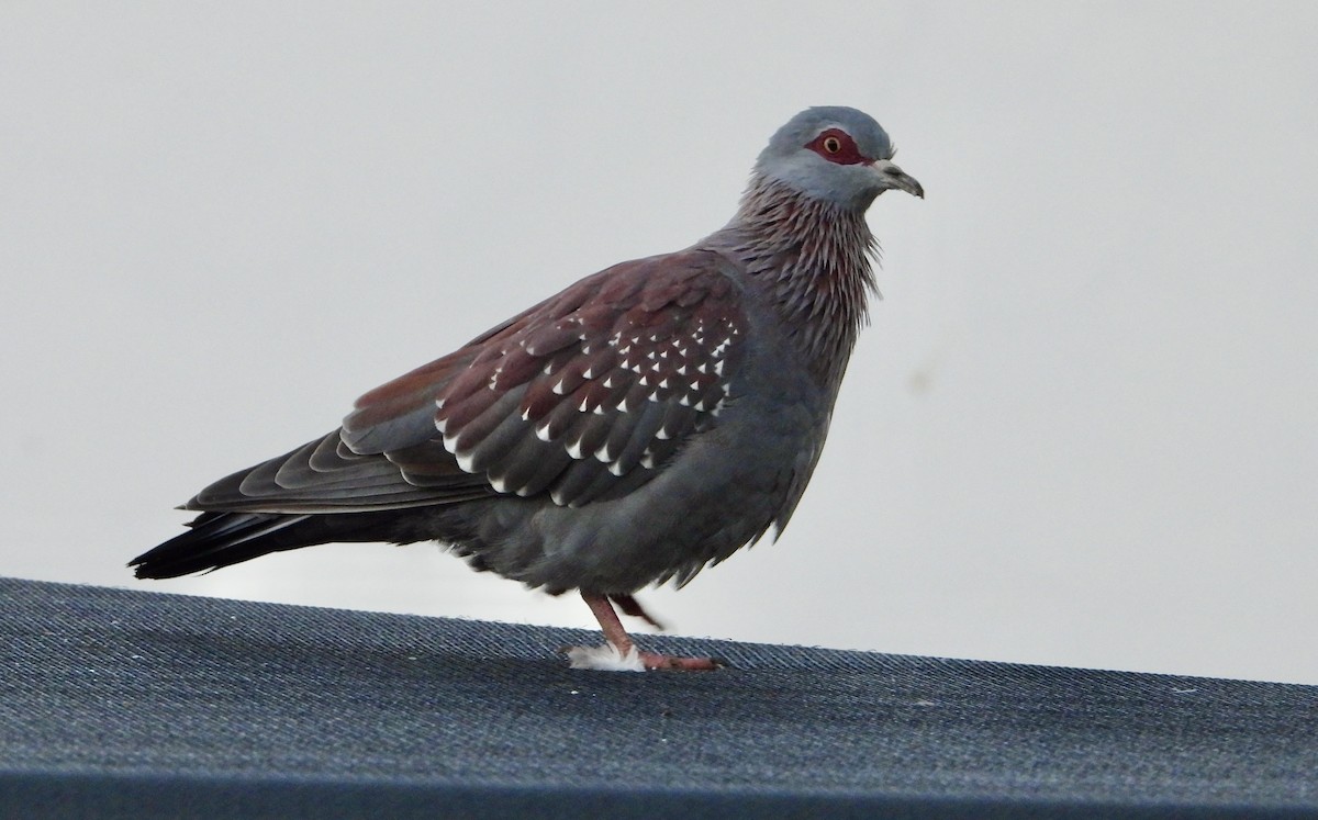 Speckled Pigeon - ML620858344