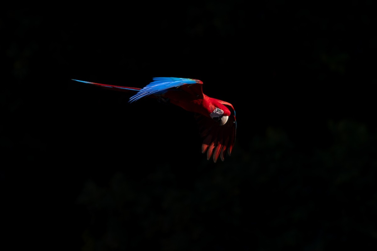 Red-and-green Macaw - ML620858346