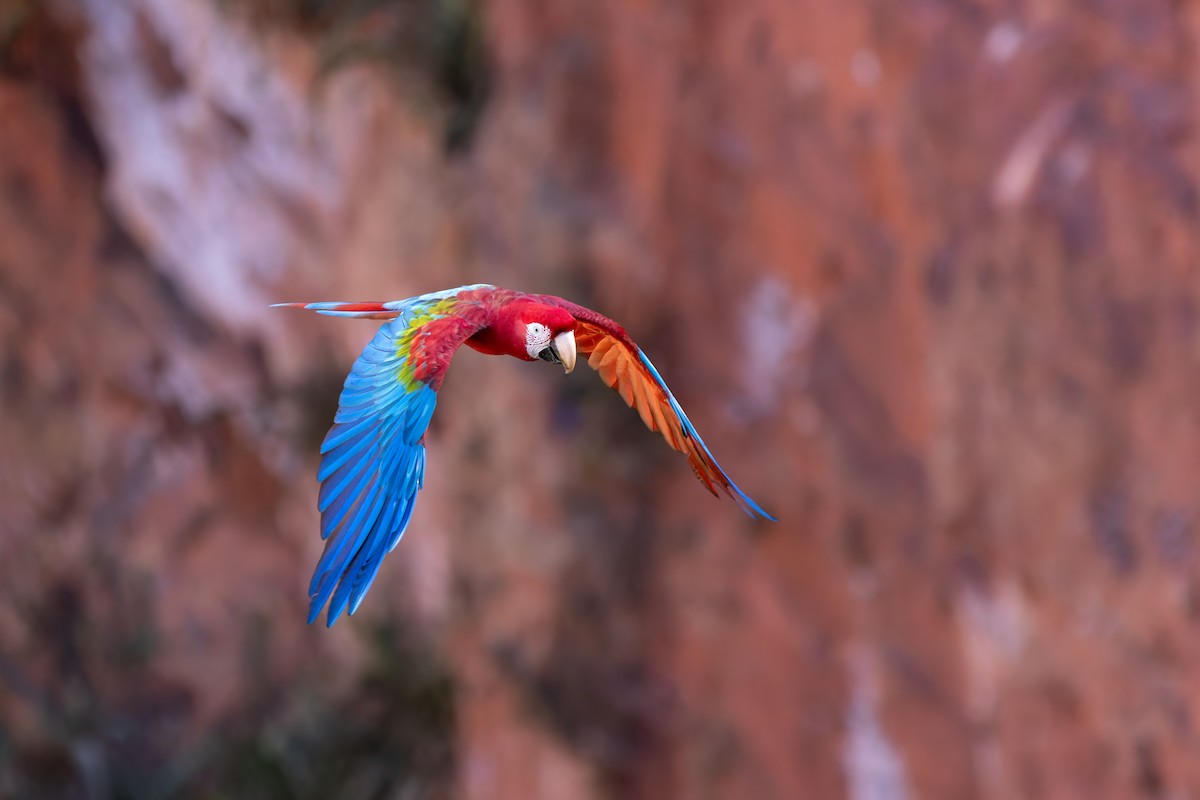Red-and-green Macaw - ML620858348