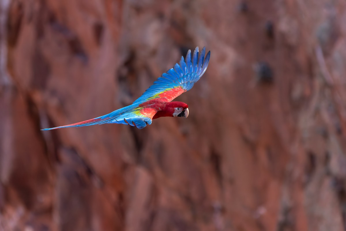 Red-and-green Macaw - ML620858349