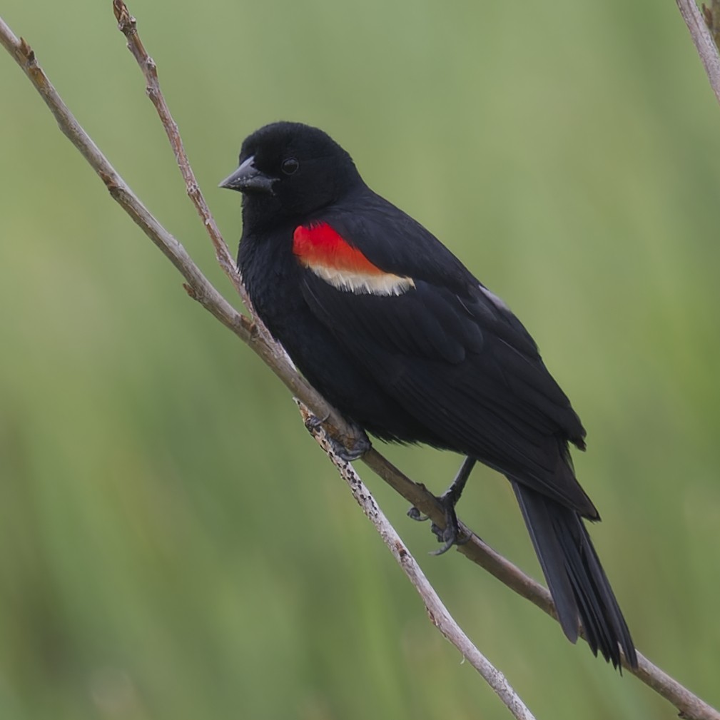 Red-winged Blackbird - ML620858354