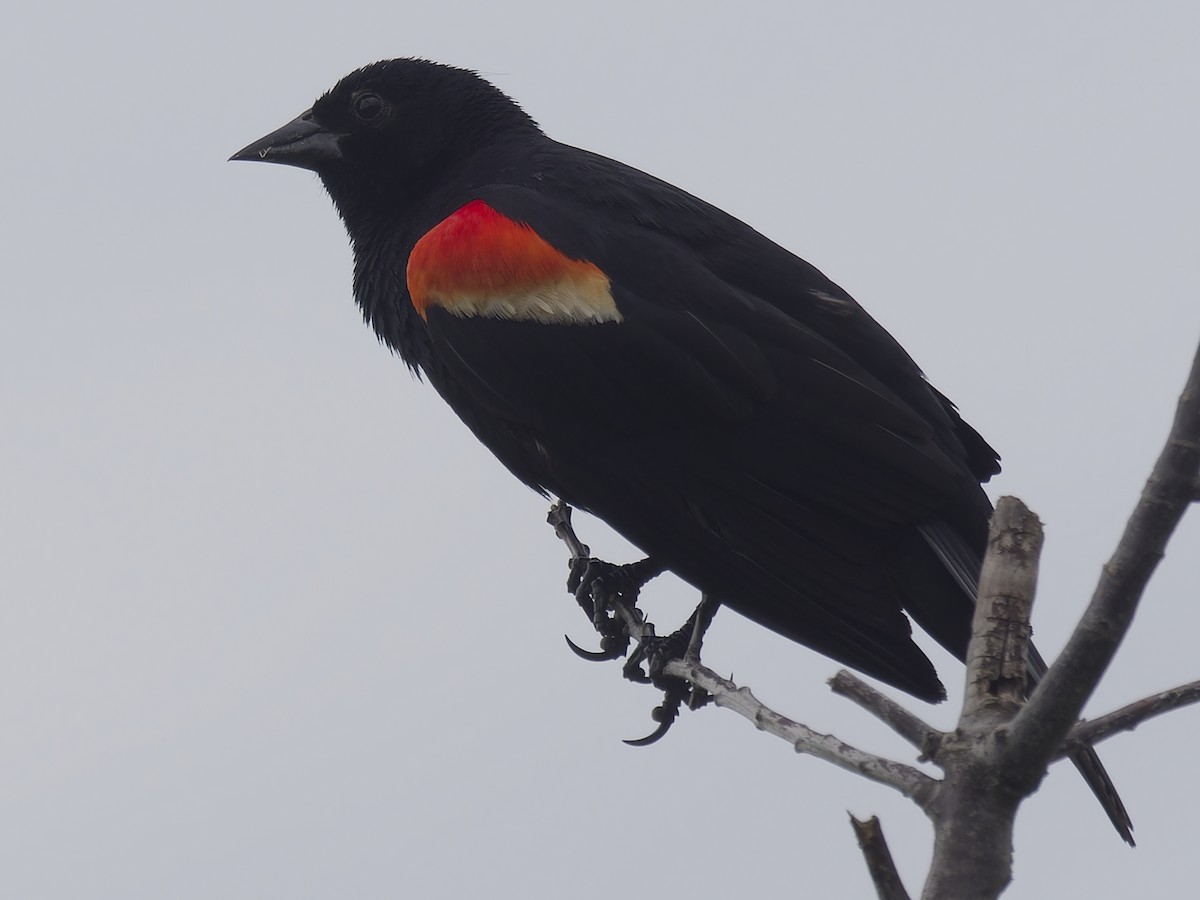 Red-winged Blackbird - ML620858355