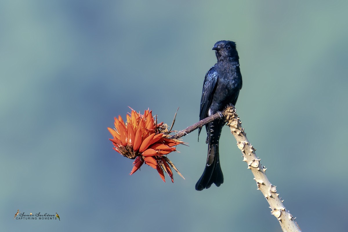 Square-tailed Drongo-Cuckoo - ML620858358