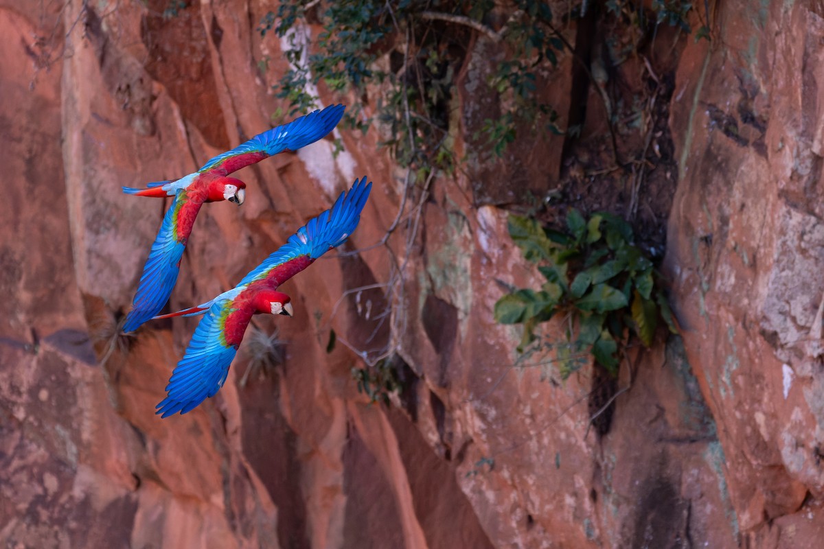 Red-and-green Macaw - ML620858364