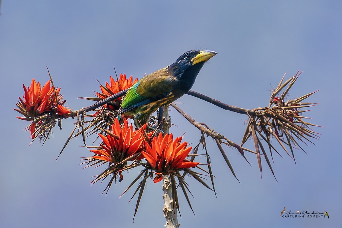 Great Barbet - ML620858373