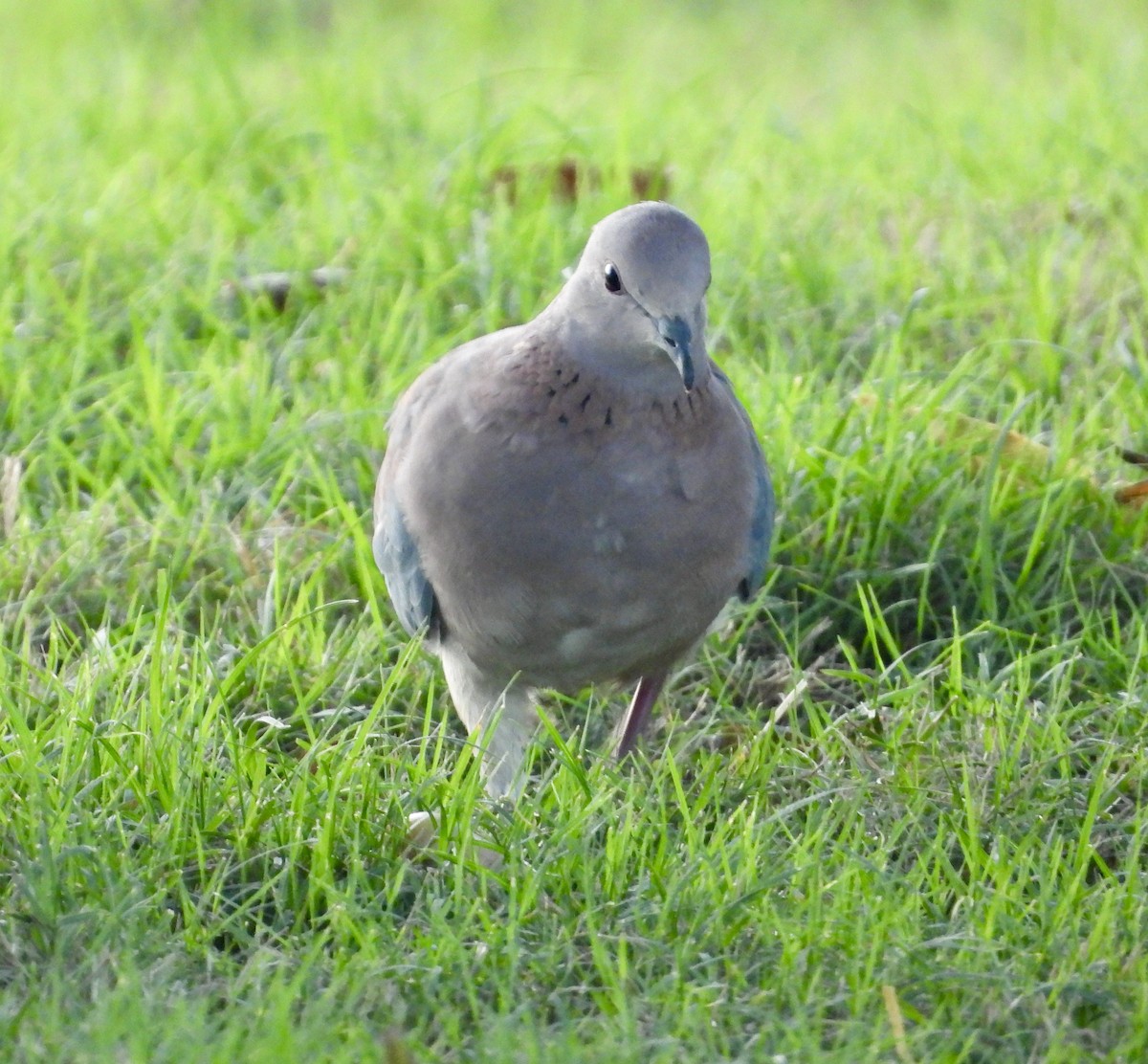 Laughing Dove - ML620858382