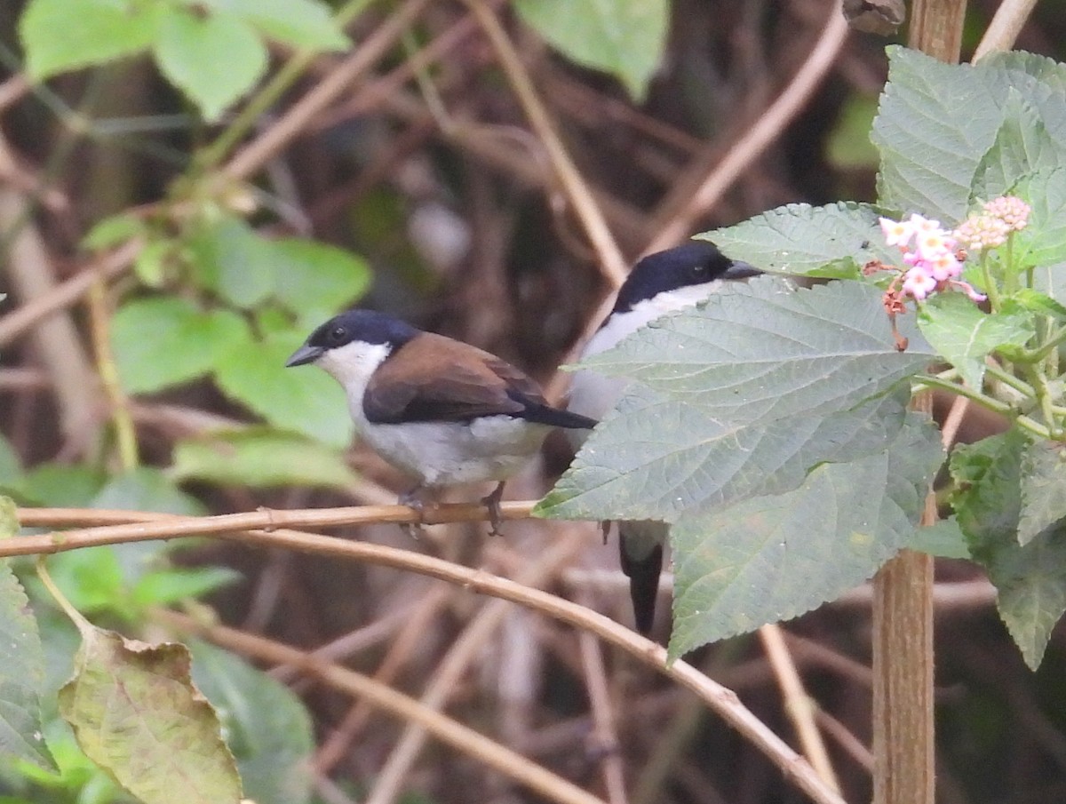 White-breasted Nigrita - ML620858384