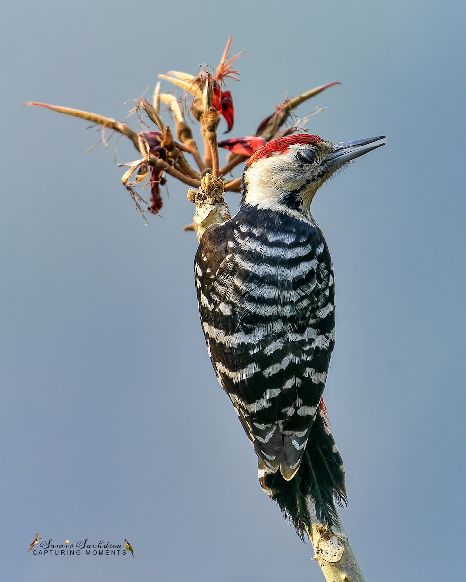 Fulvous-breasted Woodpecker - ML620858396