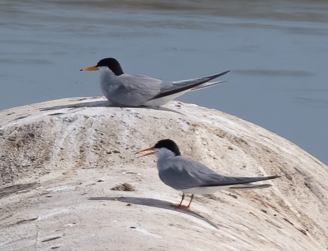 Least Tern - ML620858407