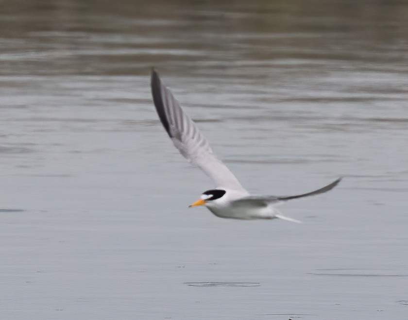 Least Tern - ML620858408
