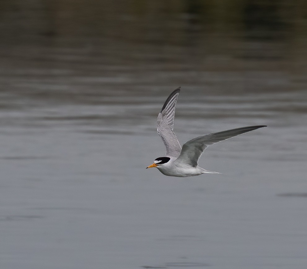 Least Tern - ML620858409