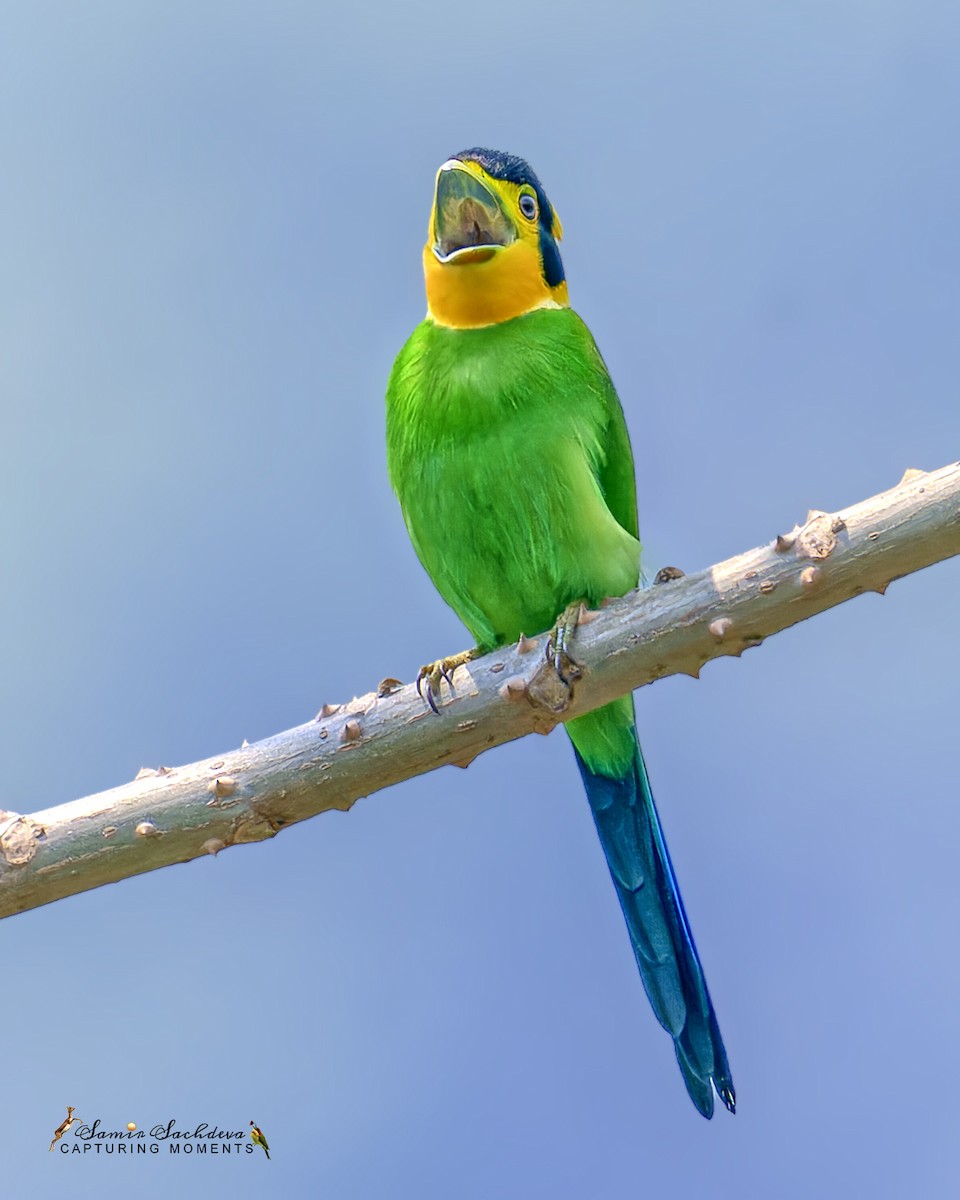 Long-tailed Broadbill - ML620858413