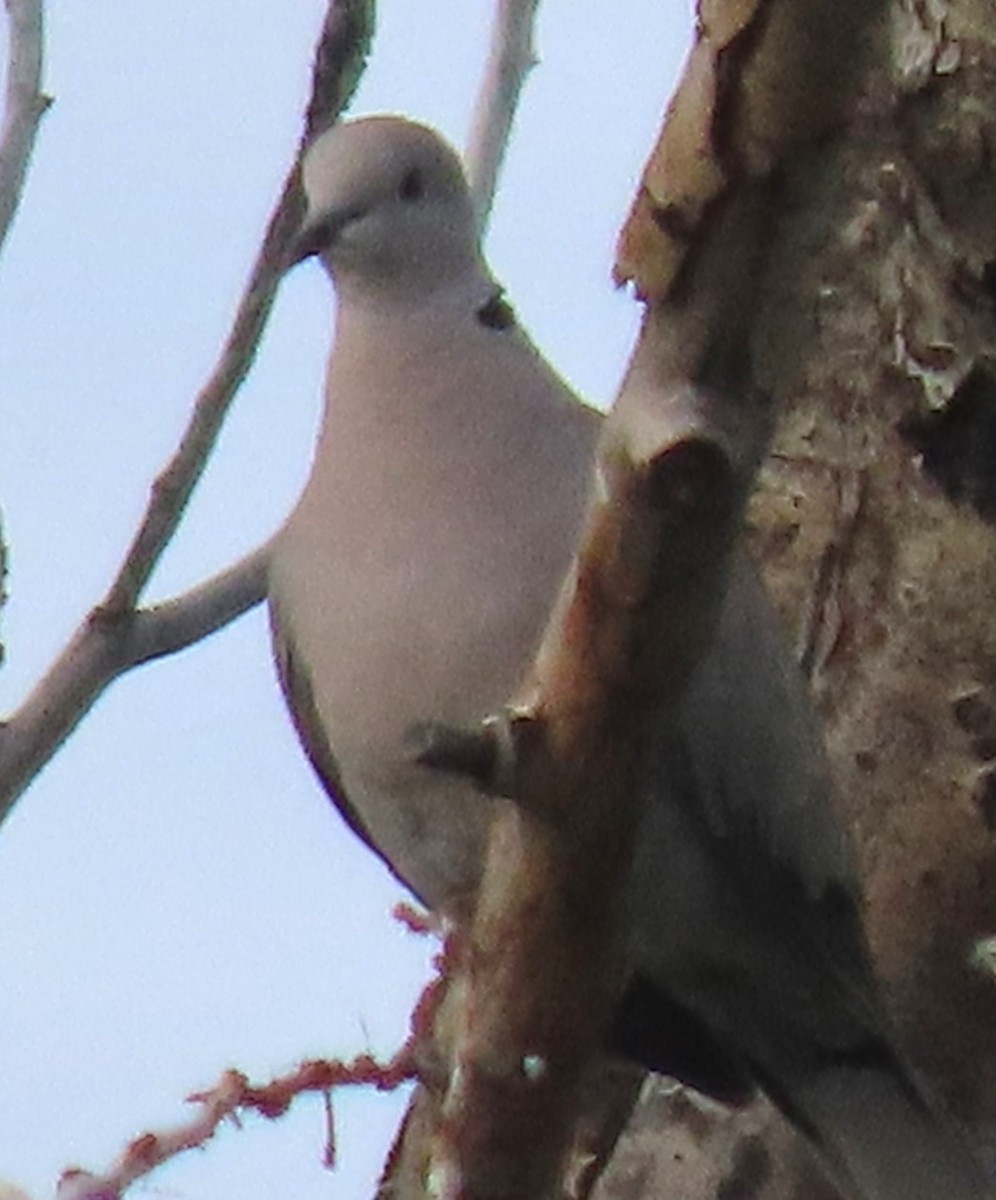 Eurasian Collared-Dove - ML620858414