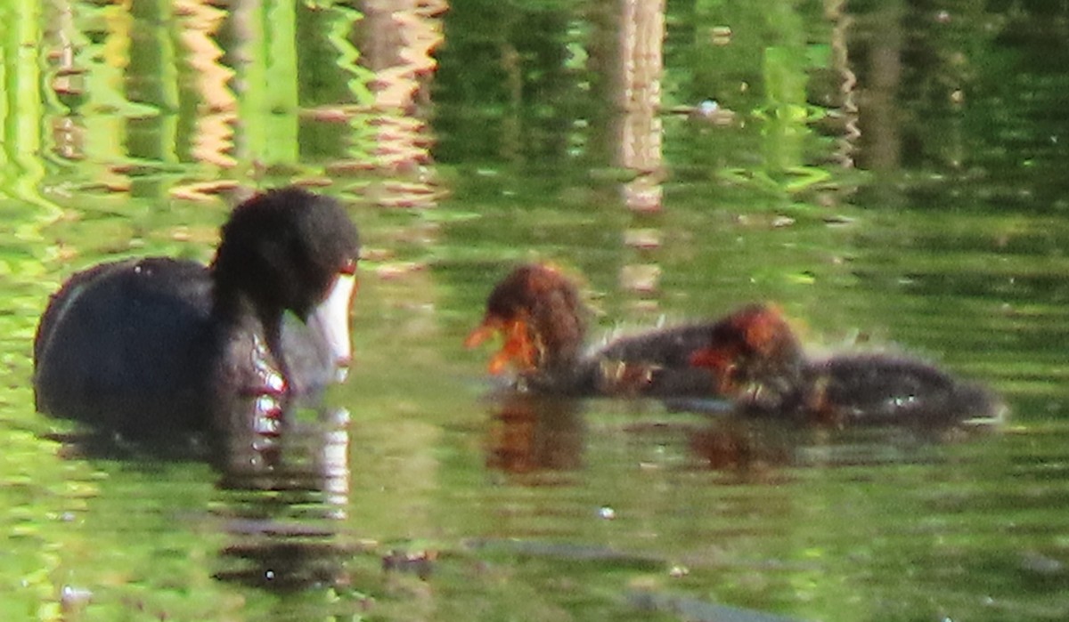 American Coot - ML620858415