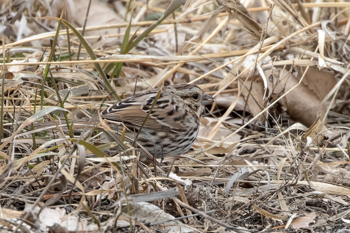 Song Sparrow - ML620858438