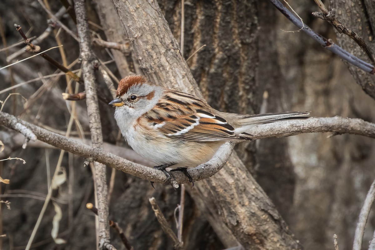 American Tree Sparrow - ML620858444