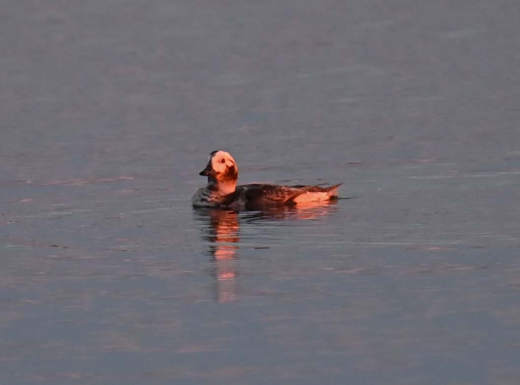 Long-tailed Duck - ML620858447