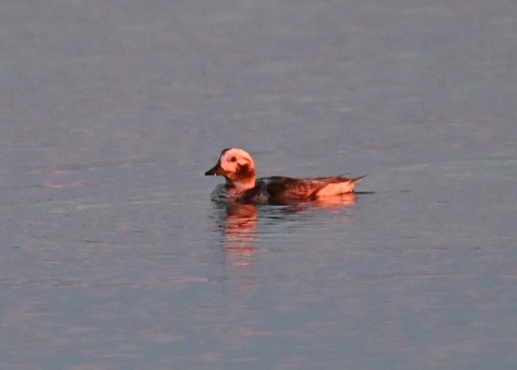 Long-tailed Duck - ML620858448