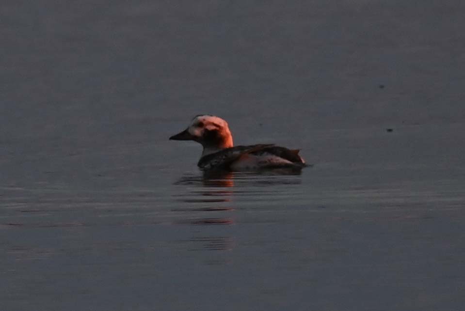 Long-tailed Duck - ML620858449