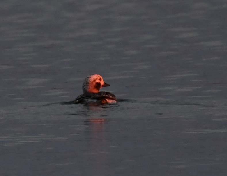 Long-tailed Duck - ML620858450