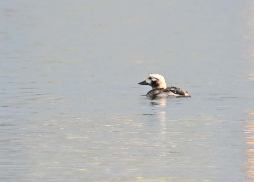 Long-tailed Duck - ML620858451