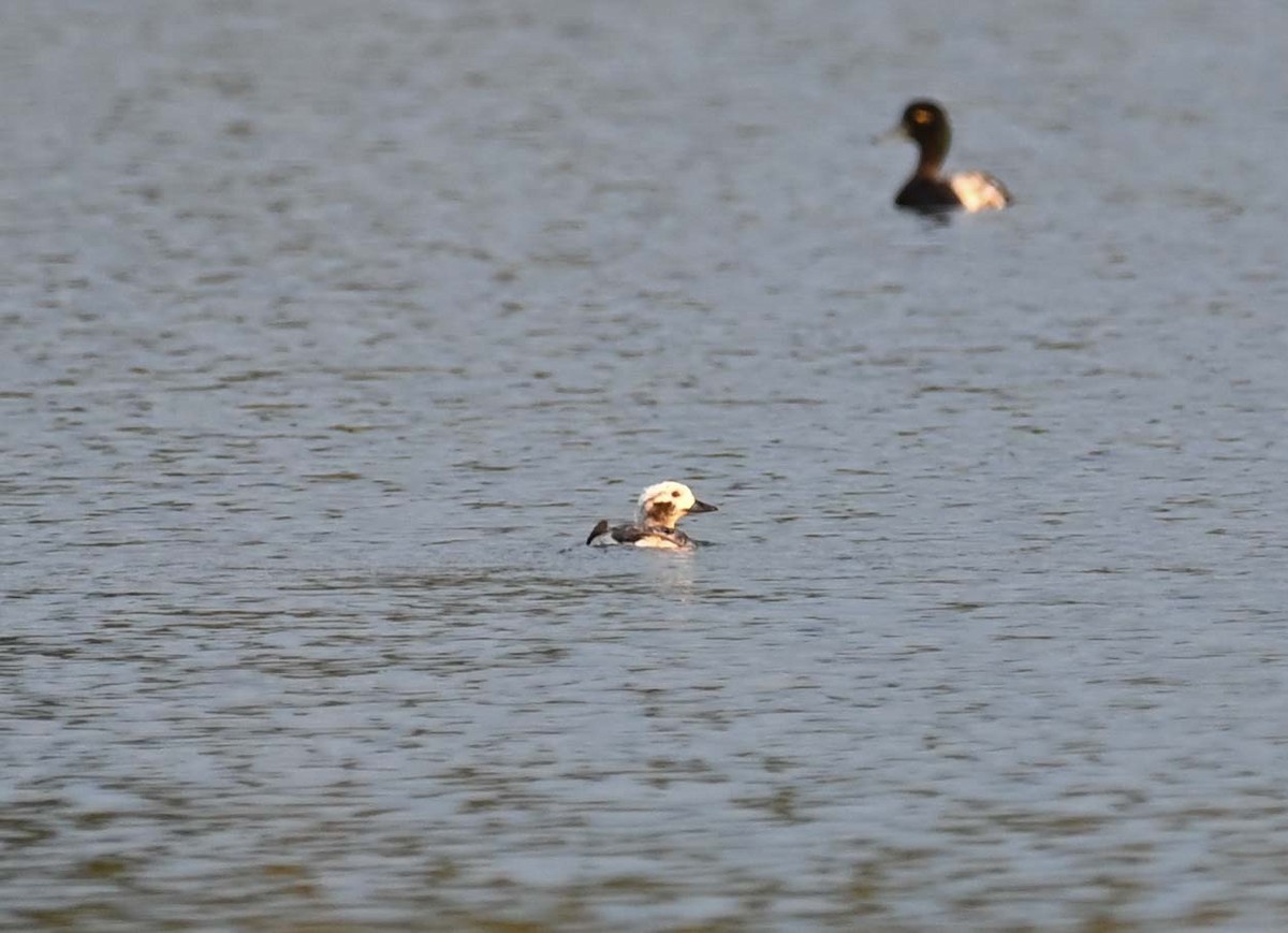 Long-tailed Duck - Kathy Marche
