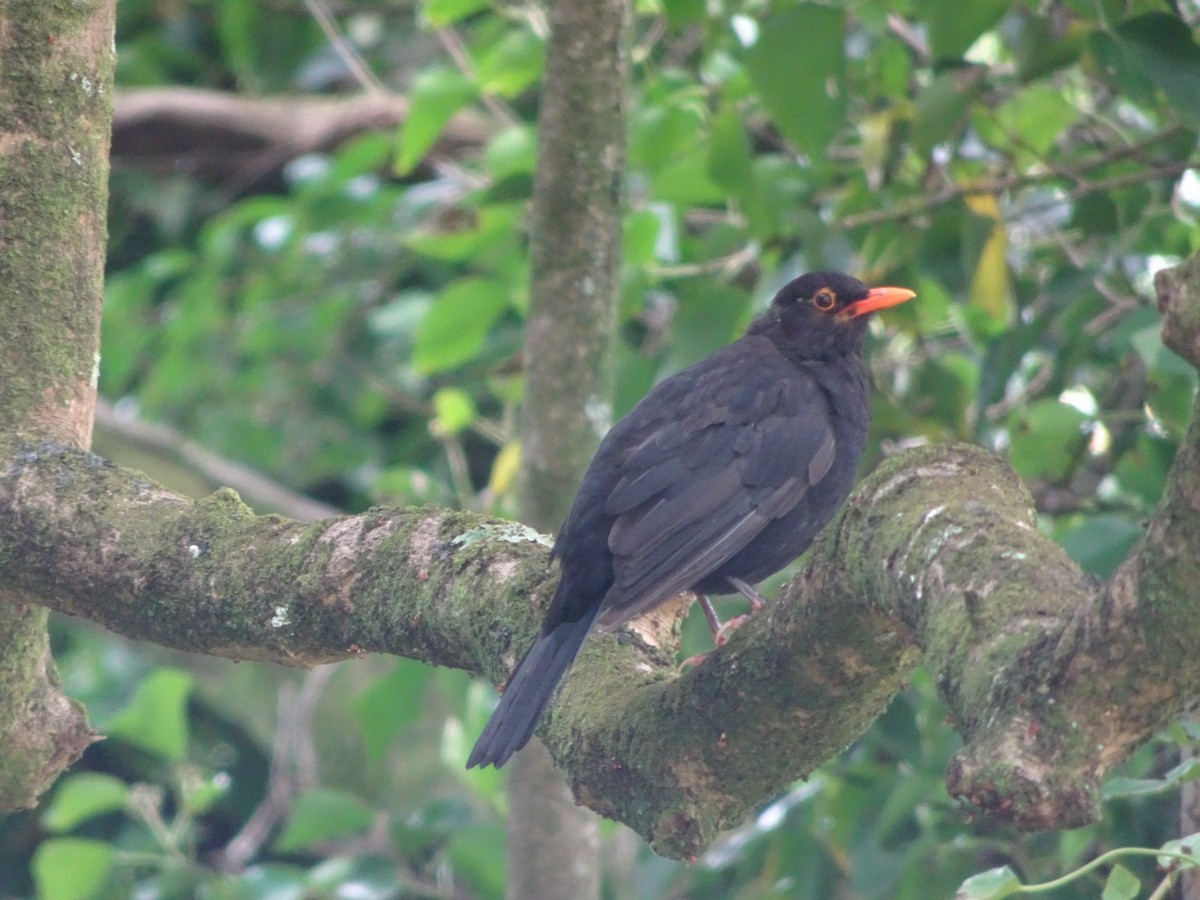 Eurasian Blackbird - ML620858454