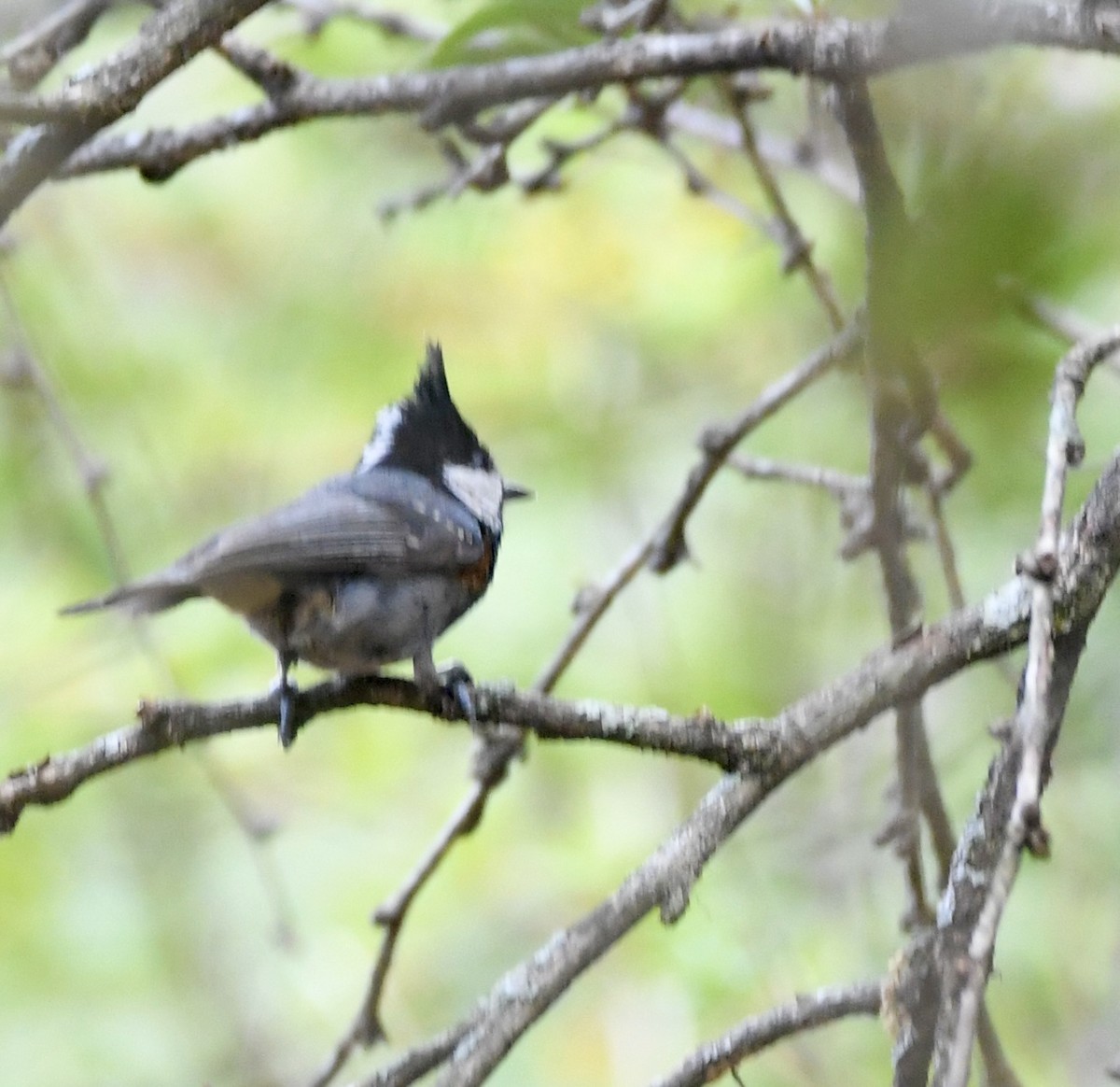 Rufous-naped Tit - ML620858456