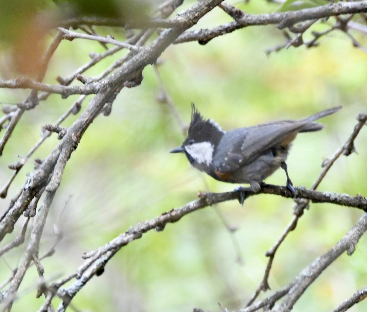 Rufous-naped Tit - mark perry