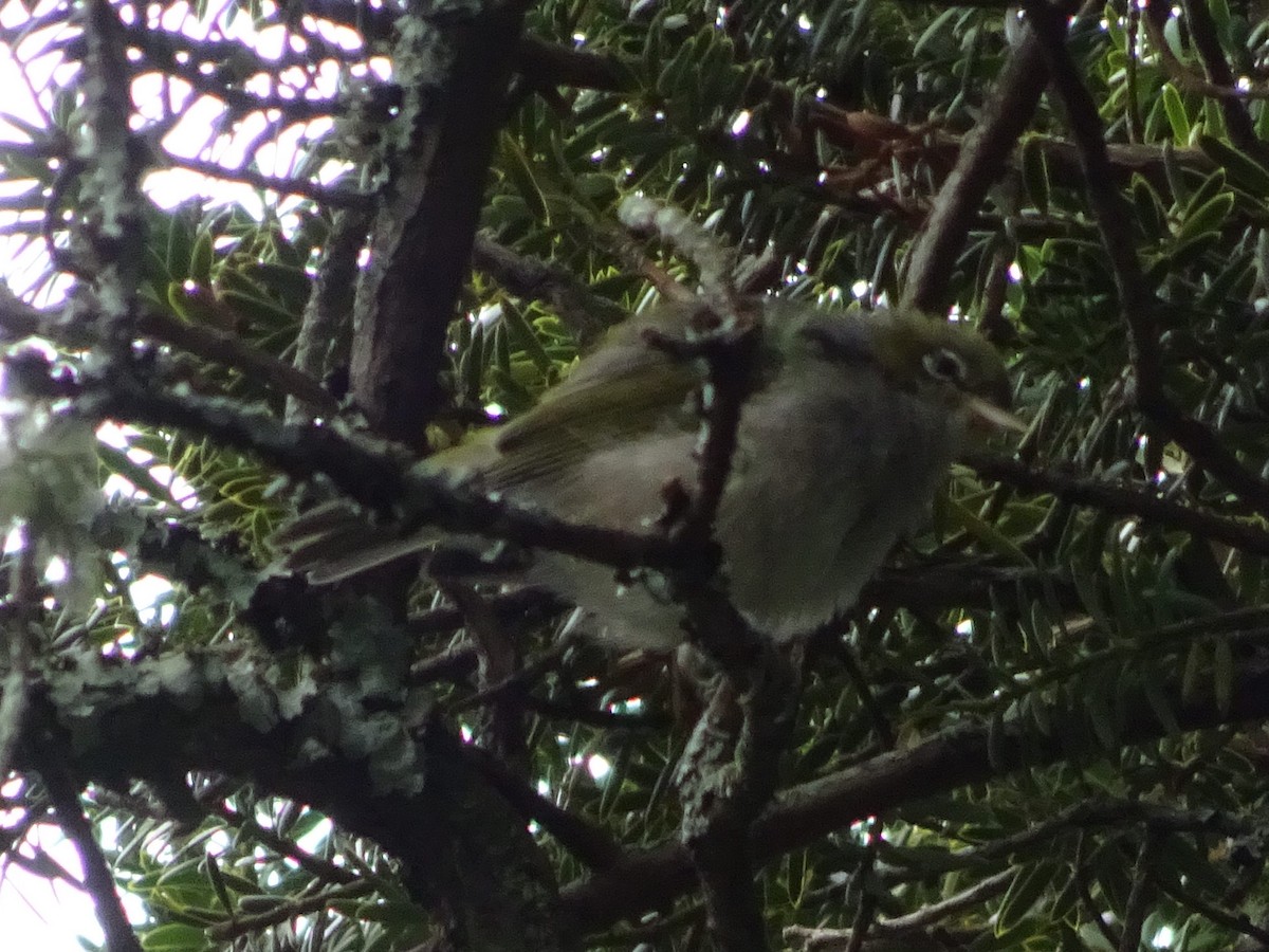 Silvereye - ML620858465