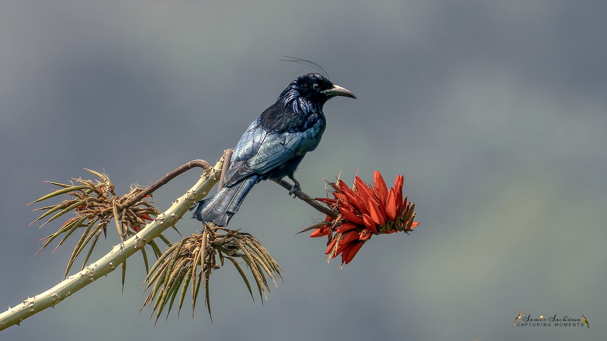 Hair-crested Drongo - ML620858471