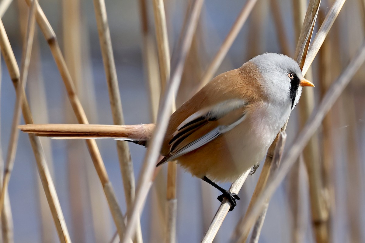 Bearded Reedling - ML620858478